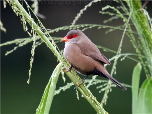 Common Waxbill common_waxbill_165446.psd