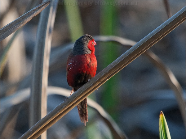 Crimson Finch crimson_finch_168464.psd