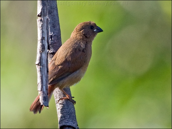 Crimson Finch crimson_finch_169939.psd