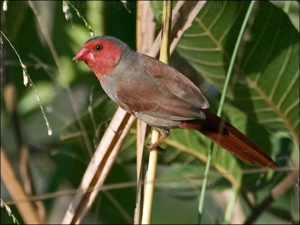 Crimson Finch crimson_finch_170085.psd