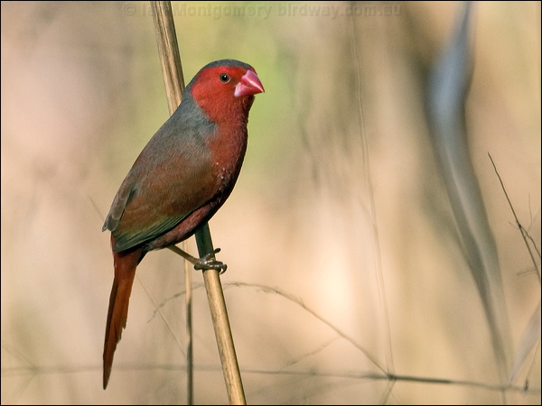 Crimson Finch crimson_finch_170099.psd