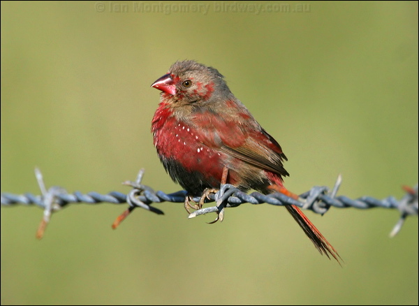 Crimson Finch crimson_finch_18482.psd