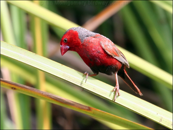 Crimson Finch crimson_finch_63320.jpg