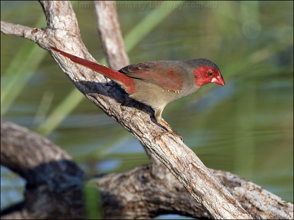 Crimson Finch crimson_finch_91516.psd