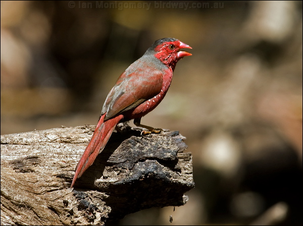 Crimson Finch crimson_finch_92130.psd
