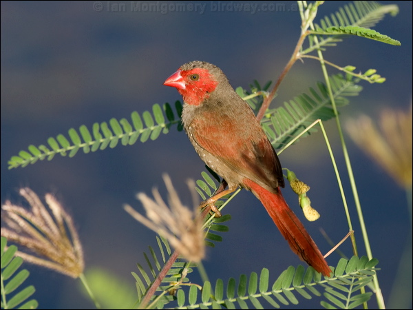 Crimson Finch crimson_finch_93106.psd