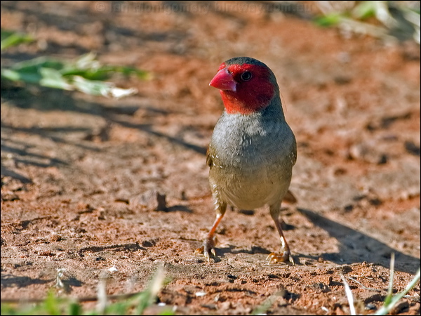 Crimson Finch crimson_finch_93157.psd