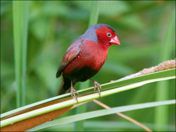Crimson Finch crimson_finch_93274.psd
