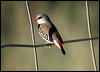 Click here to enter gallery and see photos of Diamond Firetail