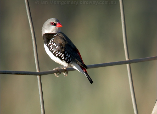 Diamond Firetail diamond_firetail_30627.psd