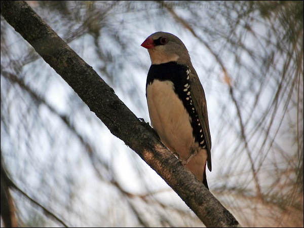 Diamond Firetail diamond_firetail_60319.psd