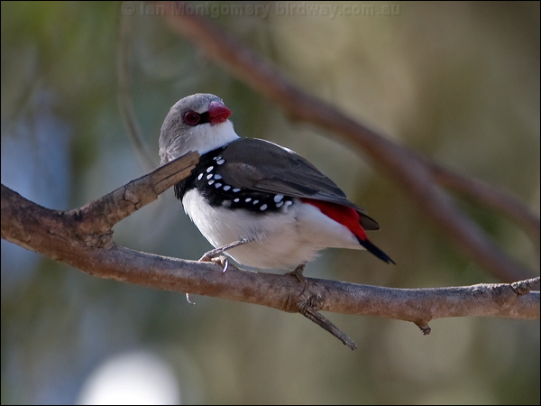 Diamond Firetail diamond_firetail_87269.psd