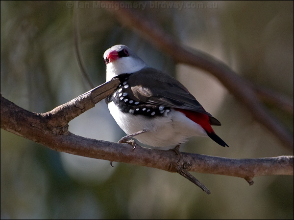 Diamond Firetail diamond_firetail_87272.psd