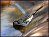 double_bar_finch_09446