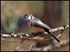 double_bar_finch_09539