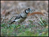 double_bar_finch_167471