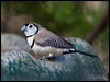 double_bar_finch_167481