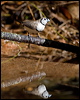 double_bar_finch_168240