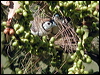 double_bar_finch_30862