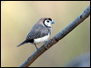 Click here to enter gallery and see photos of Double-barred Finch