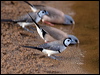 double_bar_finch_93689