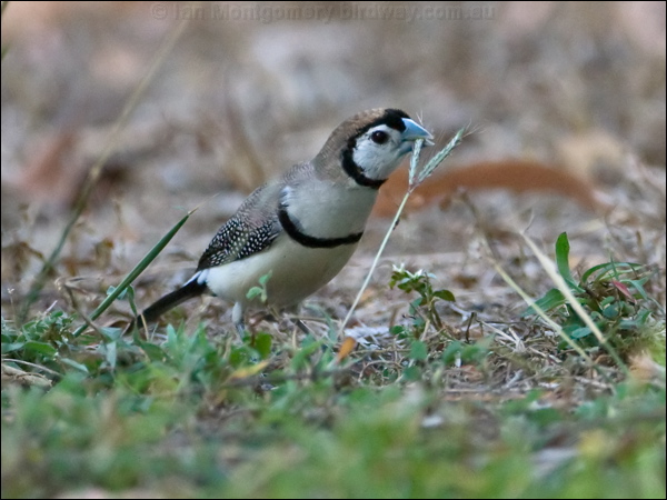 Double-barred Finch double_bar_finch_167471.psd