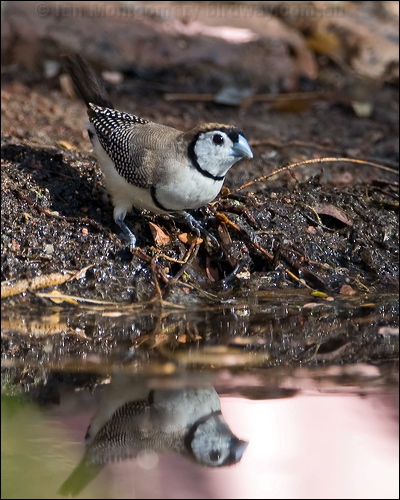 Double-barred Finch double_bar_finch_168245.psd