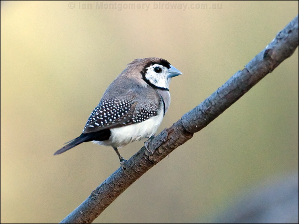 Double-barred Finch double_bar_finch_91487.psd