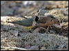 gouldian_finch_09992