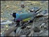 gouldian_finch_10059