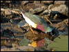 gouldian_finch_40438