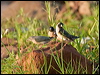 gouldian_finch_93283