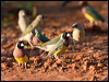gouldian_finch_93294