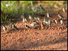 gouldian_finch_93295