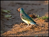 gouldian_finch_93322