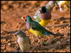 Click here to enter gallery and see photos of: Common Waxbill, Painted, Beautiful and Diamond Firetails; Red-browed, Crimson, Star, Plum-headed, Masked, Long-tailed, Black-throated, Zebra, Double-barred and Gouldian Finches; Blue-faced Parrot-Finch; Scaly-breasted, Yellow-rumped and Chestnut-breasted Mannikins/Munias; Java Sparrow; Pictorella Mannikin.