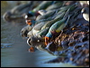 gouldian_finch_93382