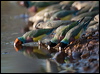 gouldian_finch_93397