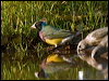 gouldian_finch_93403