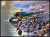 gouldian_finch_93416