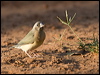 gouldian_finch_93421