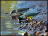 gouldian_finch_93433