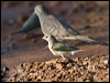 gouldian_finch_93447