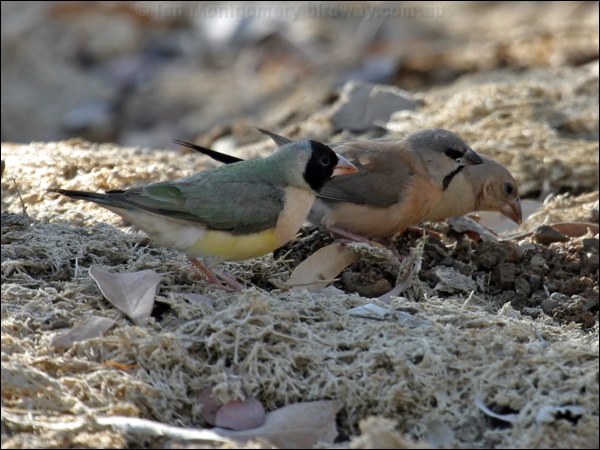 Gouldian Finch gouldian_finch_09992.psd