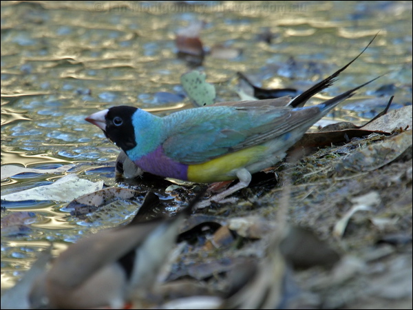 Gouldian Finch gouldian_finch_10059.psd