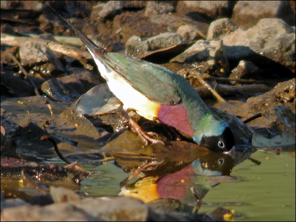 Gouldian Finch gouldian_finch_40438.psd