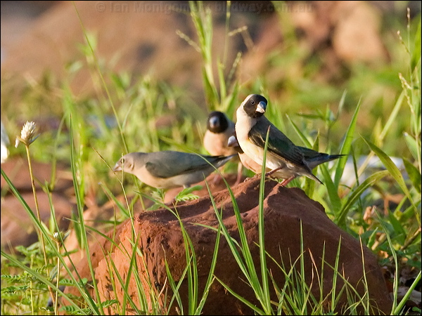 Gouldian Finch gouldian_finch_93283.psd