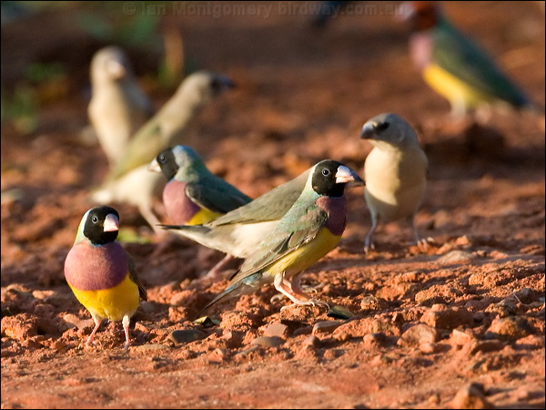 Gouldian Finch gouldian_finch_93294.psd