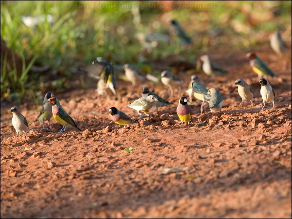 Gouldian Finch gouldian_finch_93295.psd