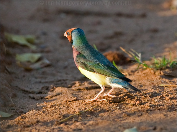Gouldian Finch gouldian_finch_93322.psd